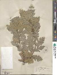 Quercus cerris image