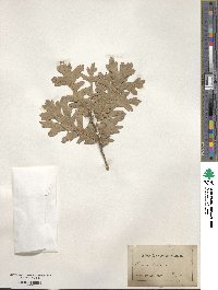 Quercus cerris image