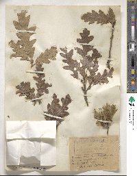 Quercus cerris image