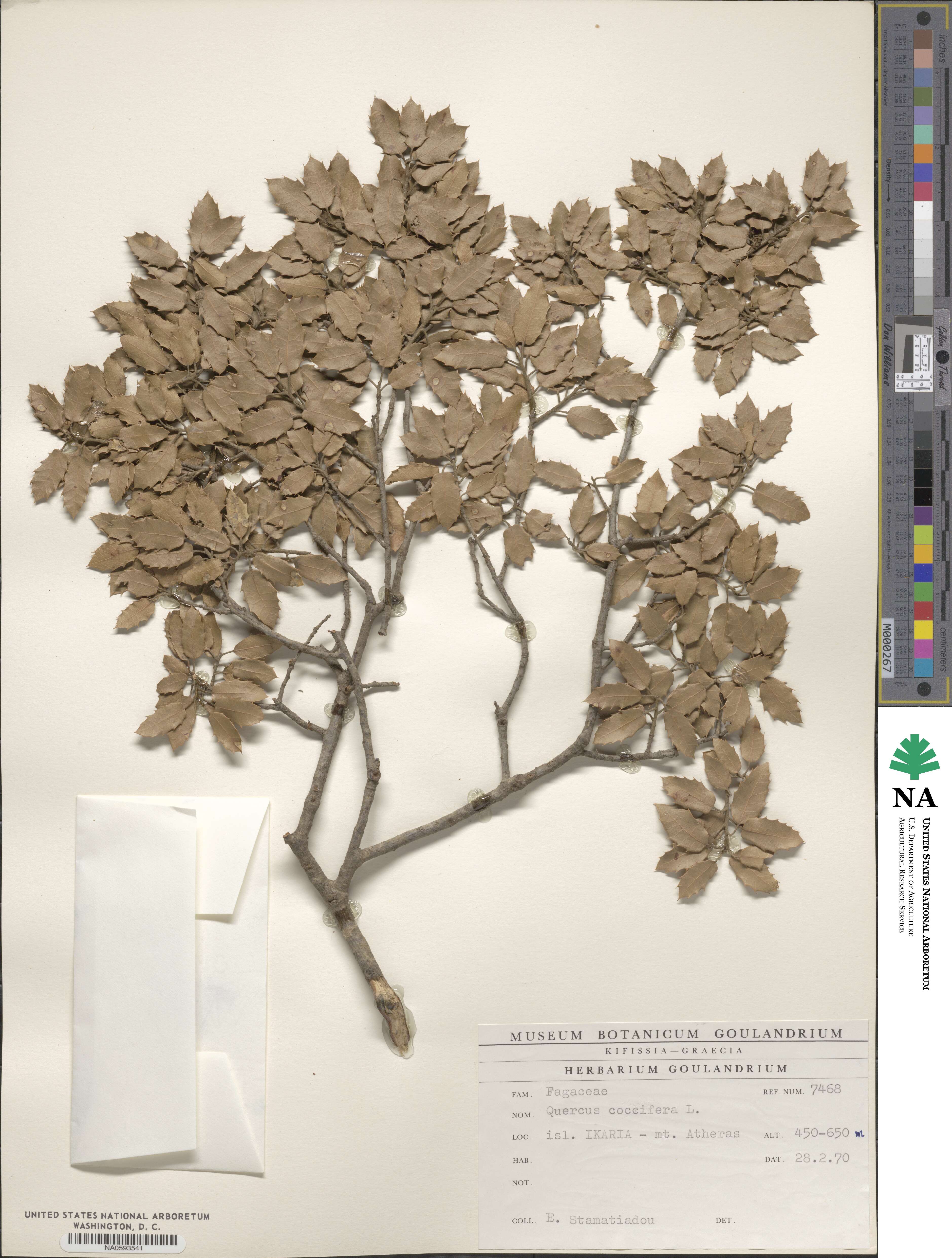 Quercus coccifera image