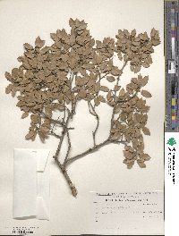 Quercus coccifera image