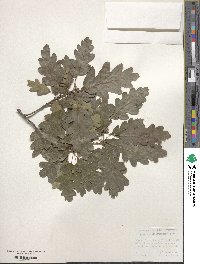 Quercus dalechampii image