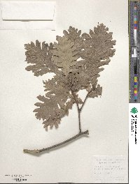 Quercus conferta image