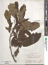 Quercus petraea subsp. polycarpa image