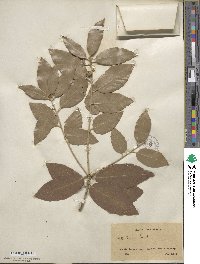 Quercus ilex image