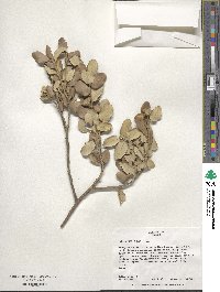 Quercus ilex image