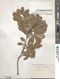 Quercus ilex image