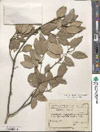 Quercus ilex image