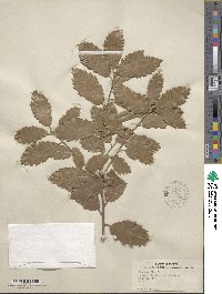 Quercus ilex image