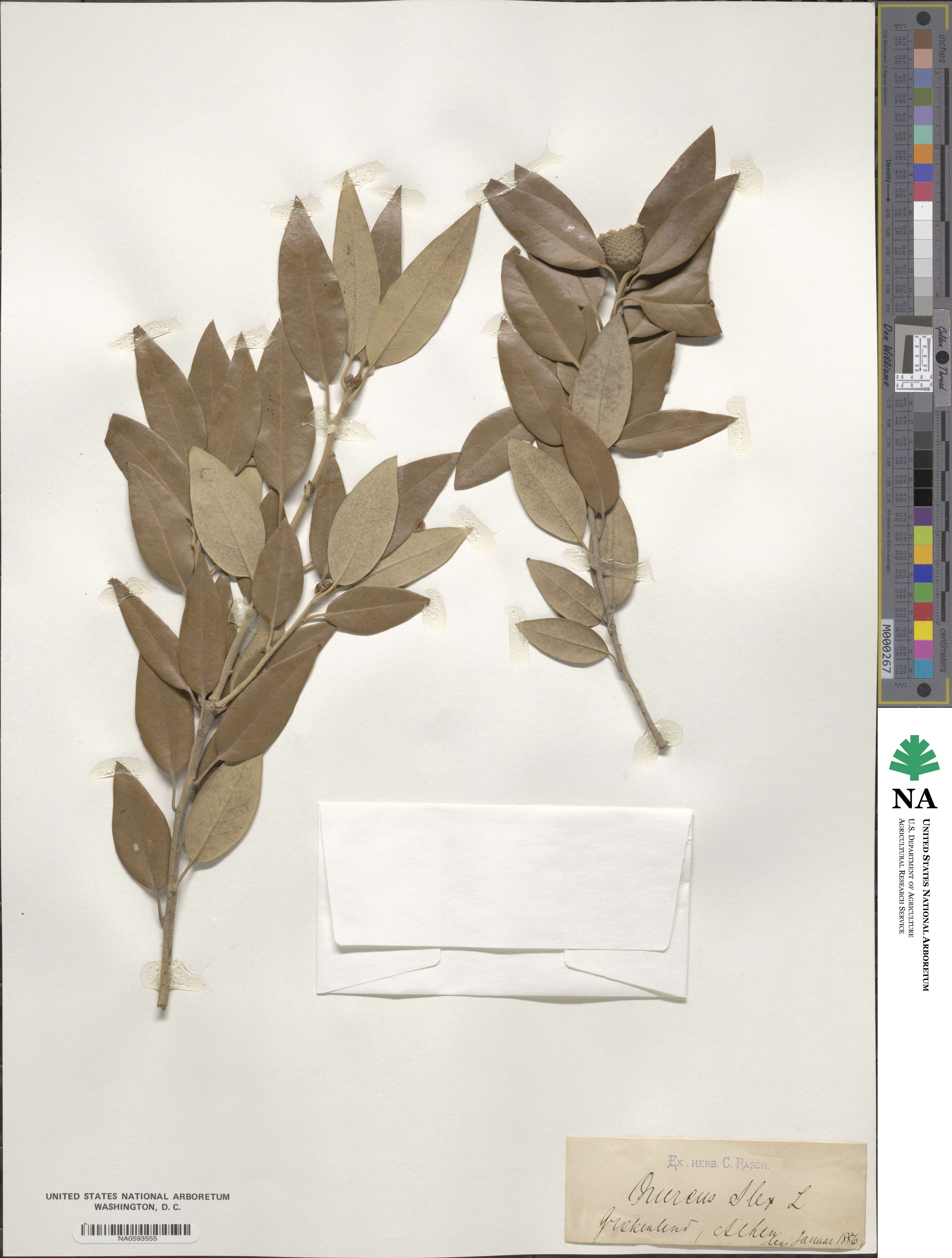 Quercus ilex image