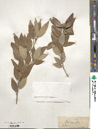 Quercus ilex image