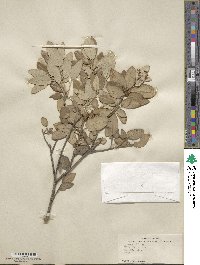 Quercus ilex image