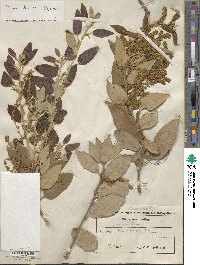 Quercus ilex image