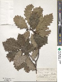 Quercus robur image