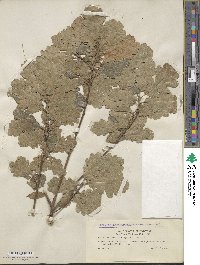 Quercus pubescens image