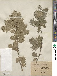 Quercus lanuginosa subsp. crispata image