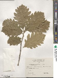 Quercus macranthera image