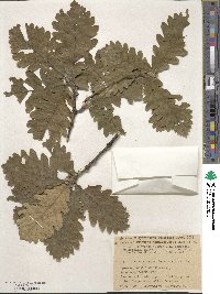 Quercus macranthera image