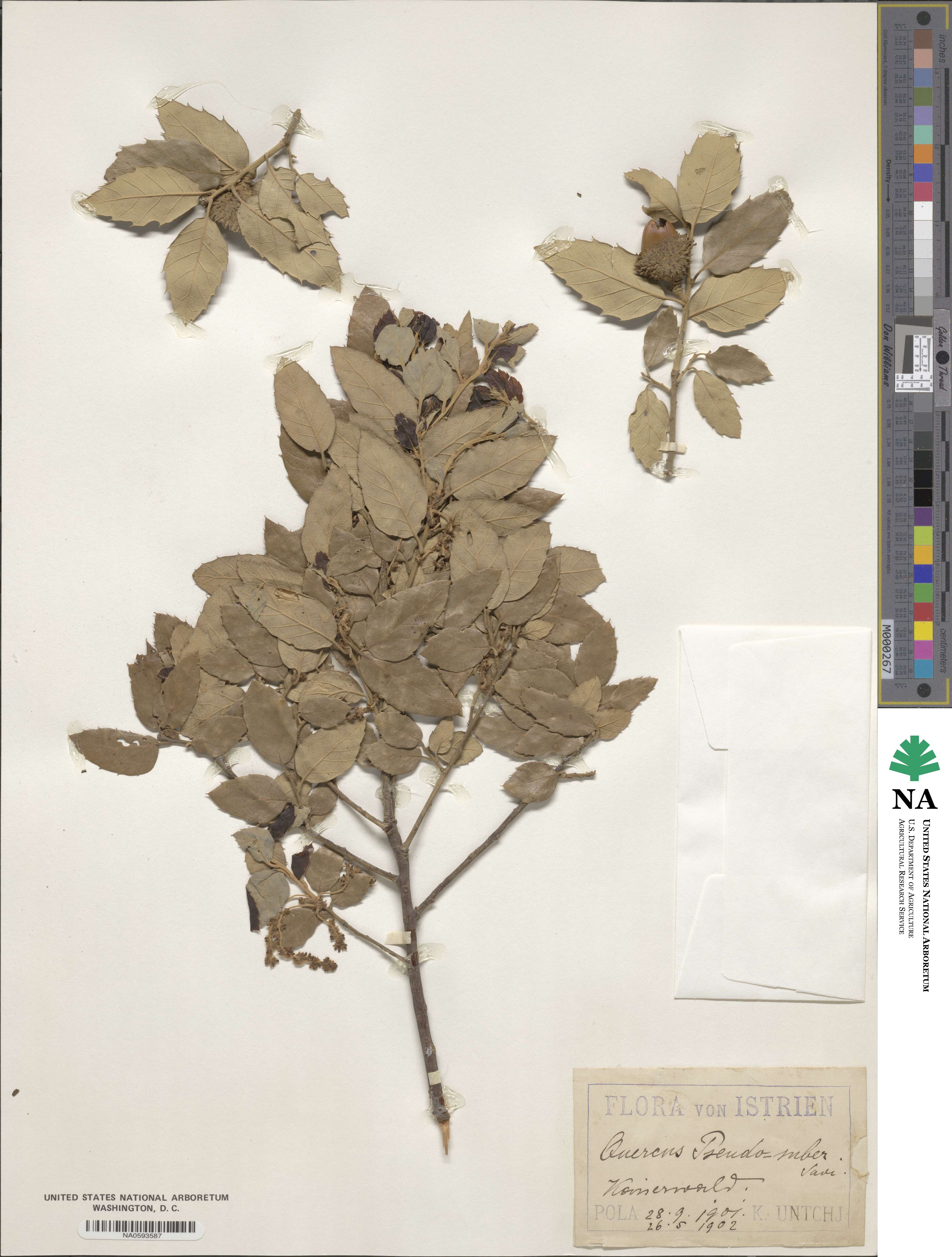 Quercus crenata image