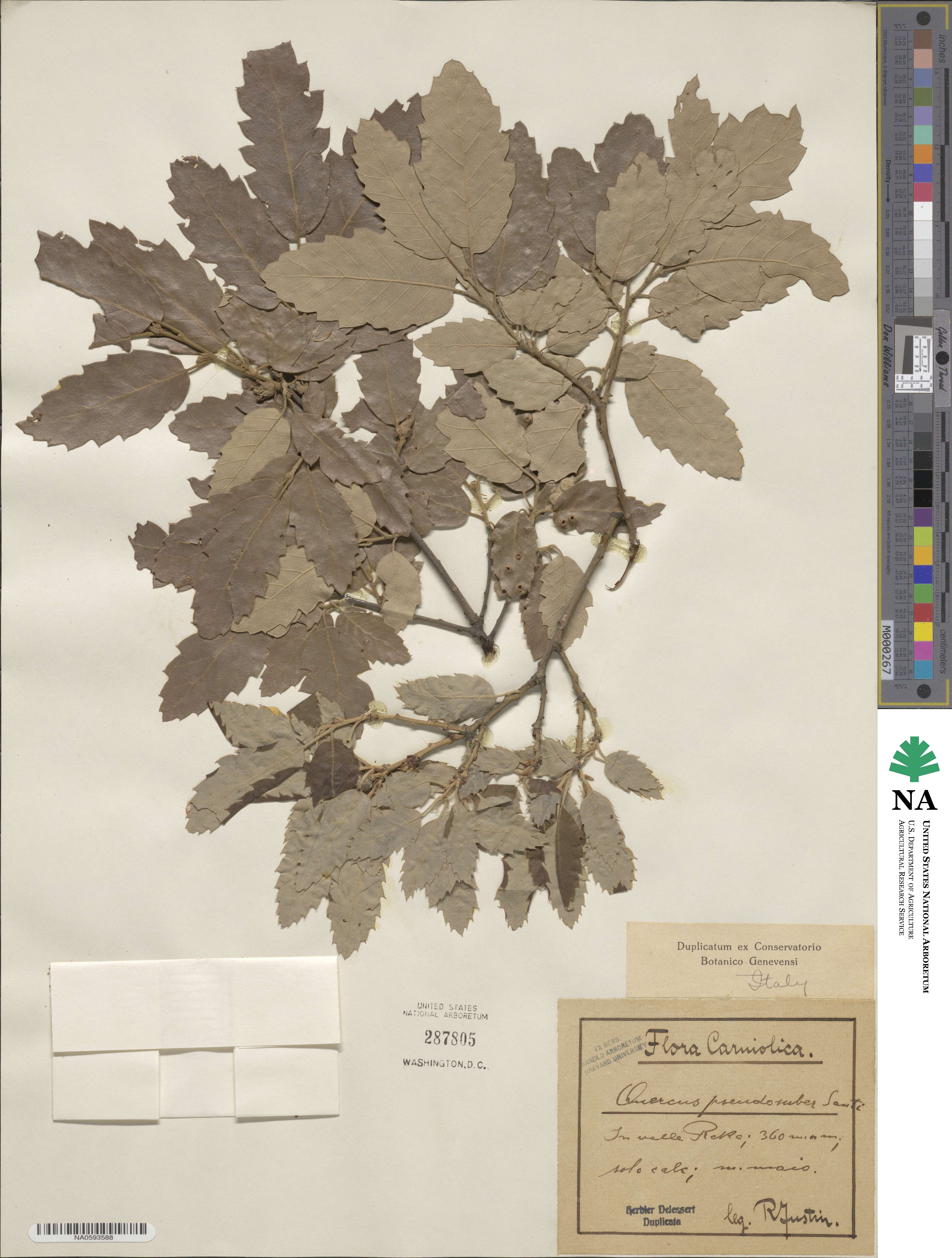 Quercus crenata image