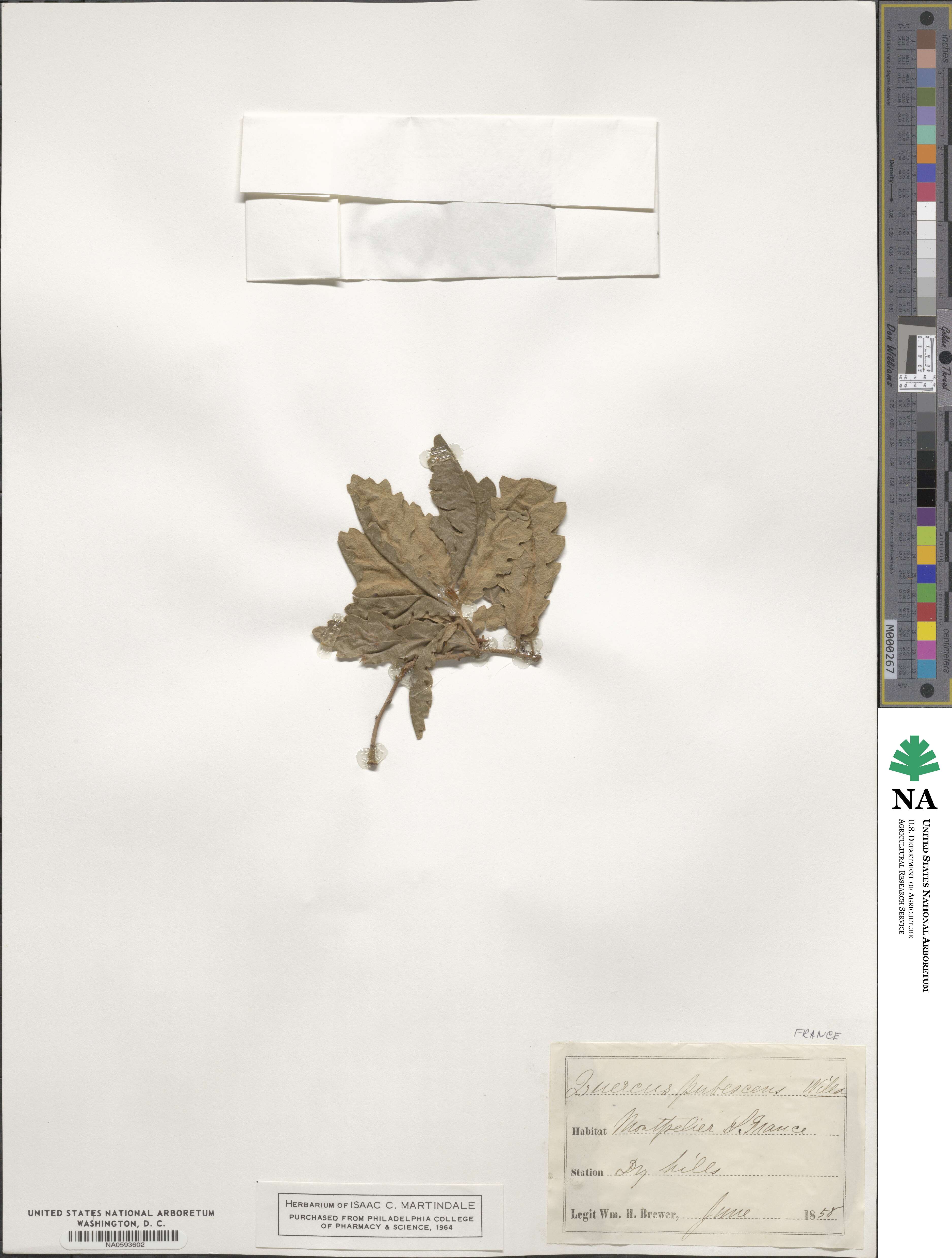 Quercus pubescens image