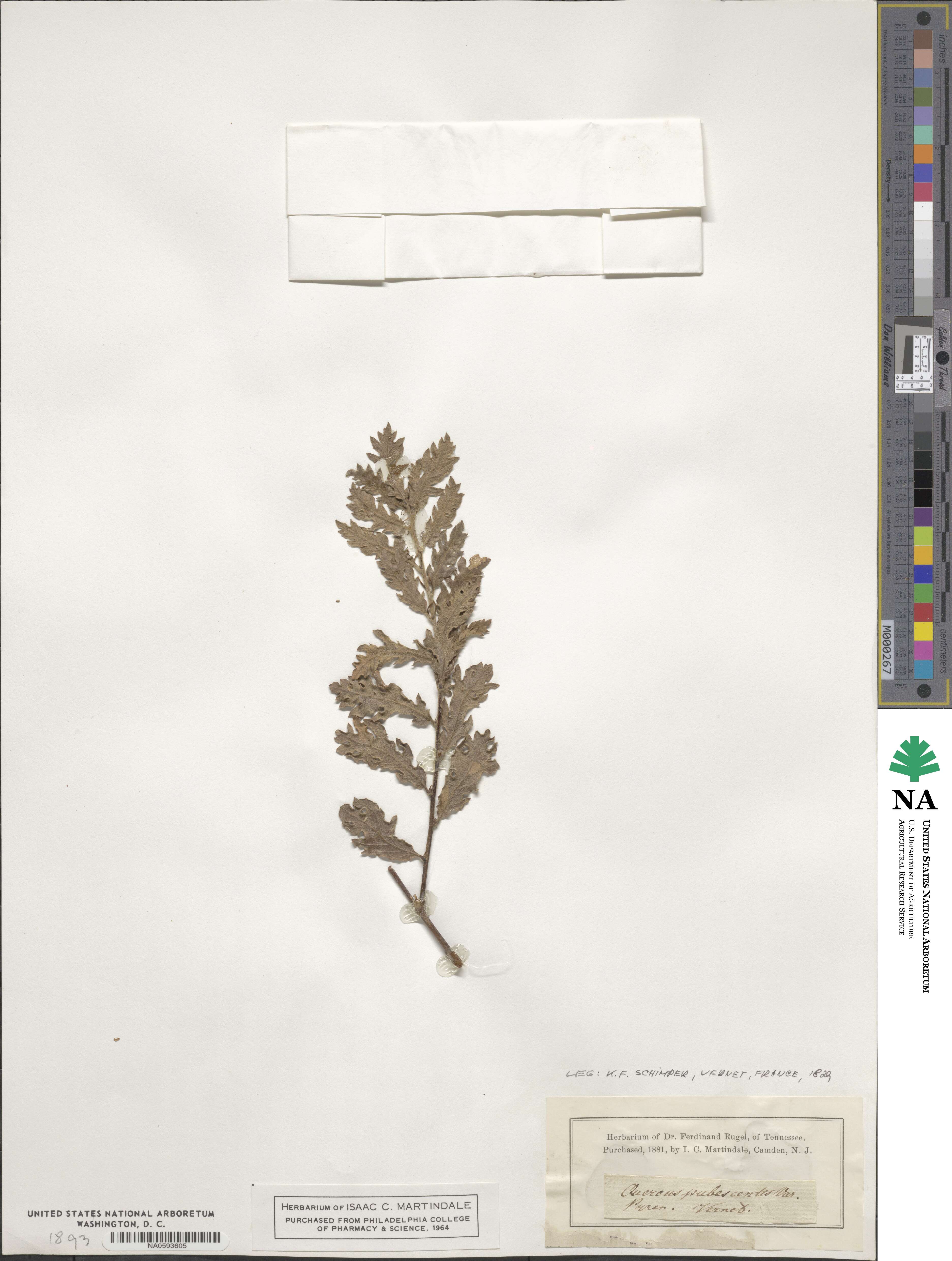 Quercus pubescens image