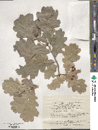 Quercus robur image