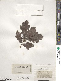 Quercus robur image