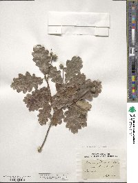 Quercus robur image