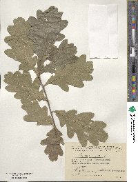 Quercus robur image