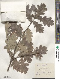 Quercus robur image