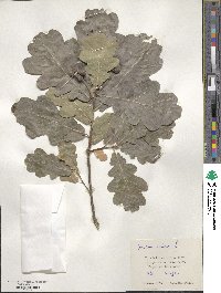 Quercus robur image