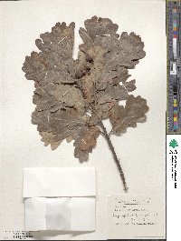 Quercus robur image