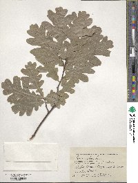 Quercus robur image