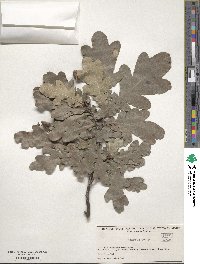 Quercus robur image