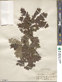 Quercus robur image