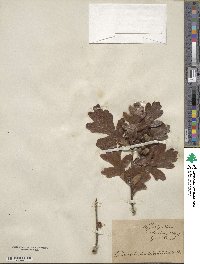 Quercus robur image