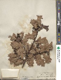 Quercus robur image