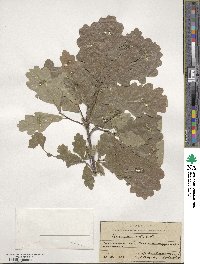 Quercus robur image