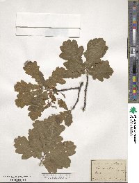 Quercus robur image