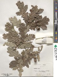 Quercus robur image