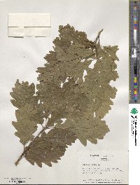 Quercus robur image