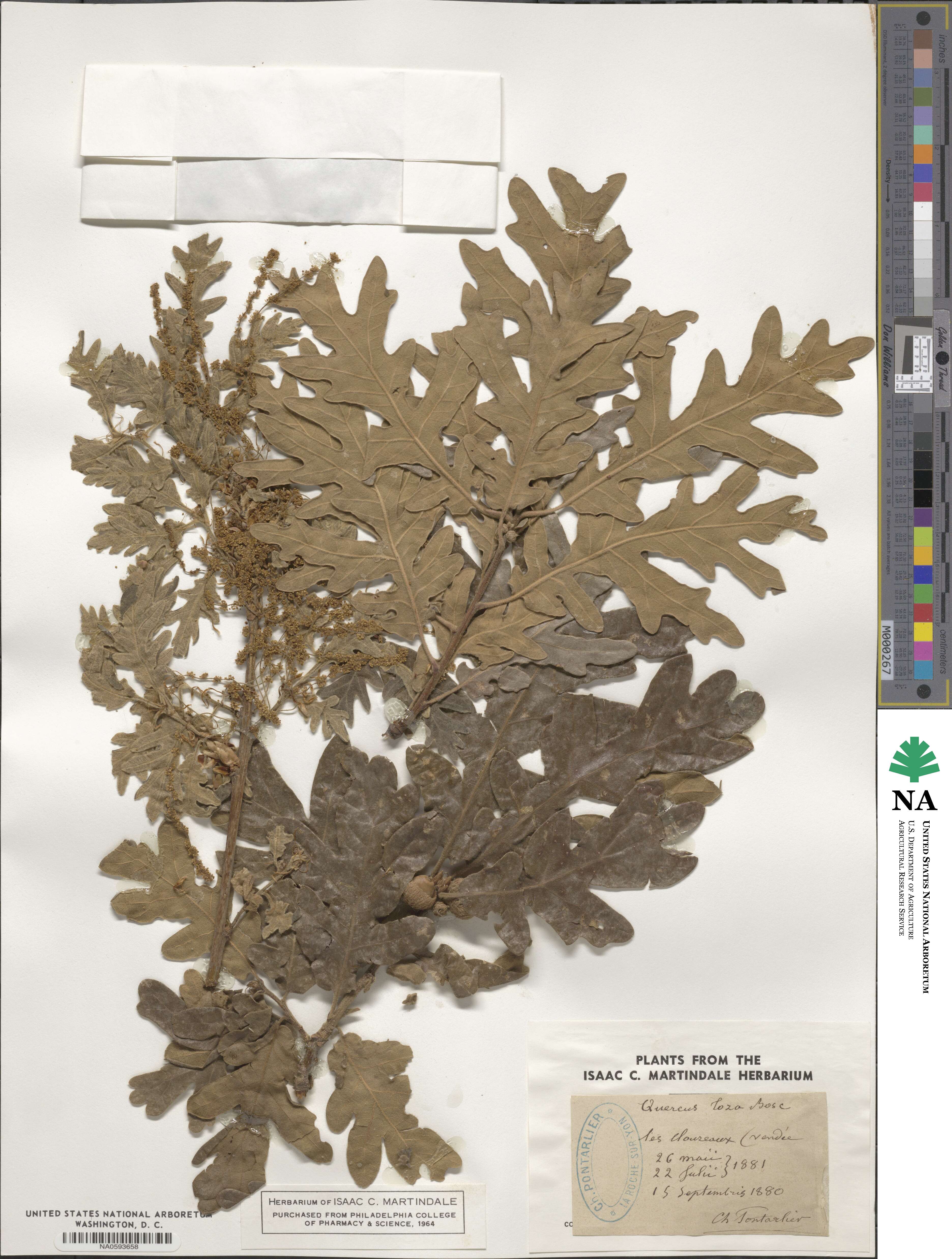 Quercus pyrenaica image