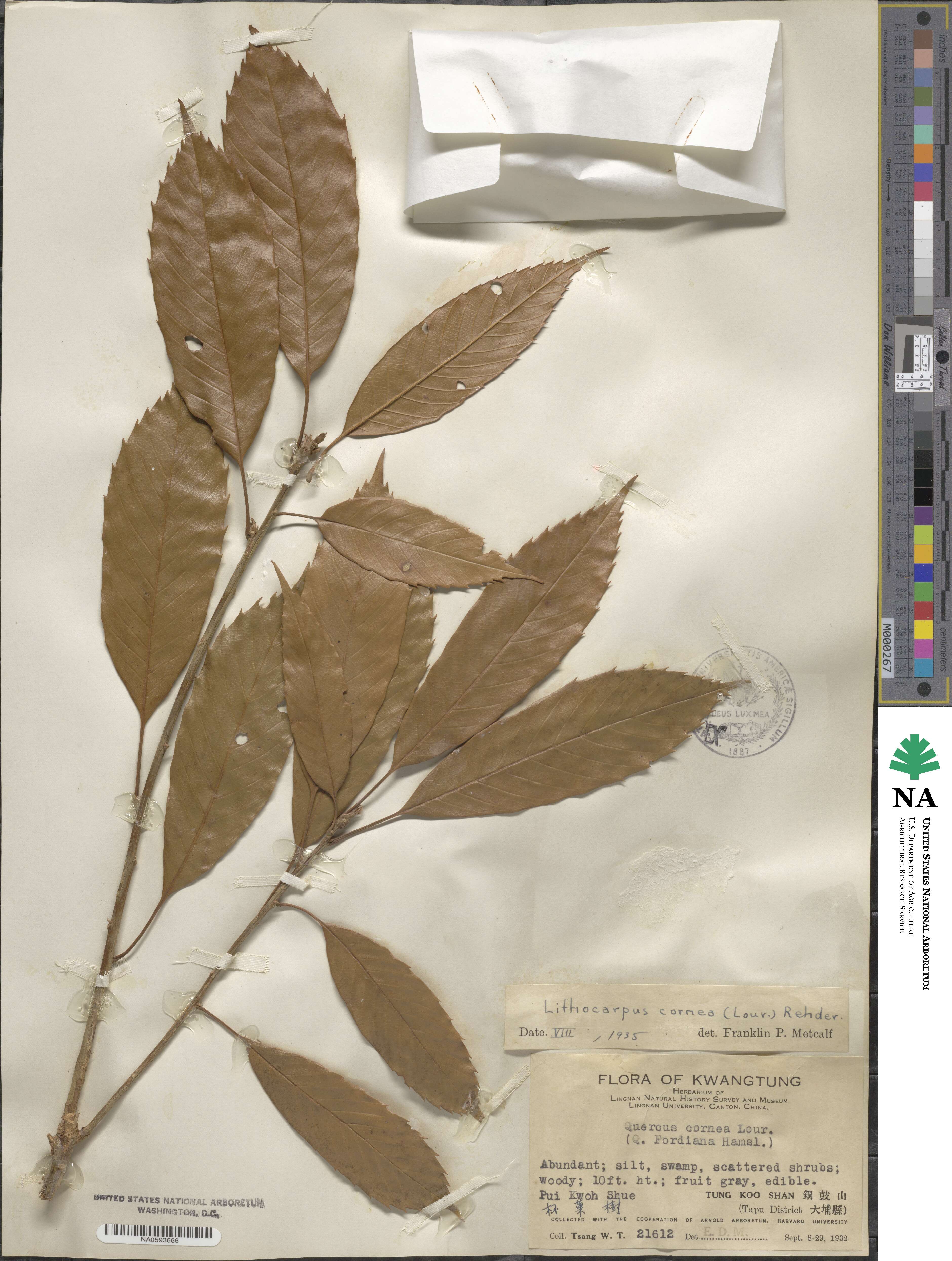 Lithocarpus corneus image