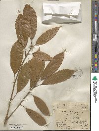 Lithocarpus corneus image