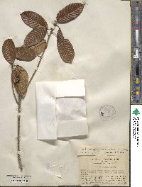 Lithocarpus corneus image