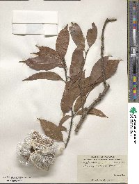 Lithocarpus corneus image