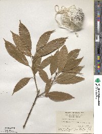 Lithocarpus corneus image