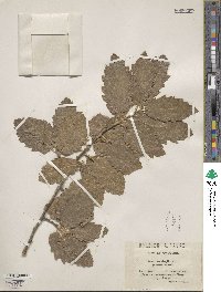 Quercus aegilops image