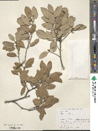 Quercus ilex image